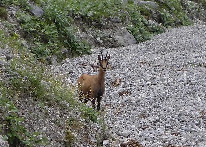 Gaestehaus Arnspitzblick Scharnitz